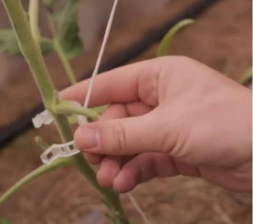 изображение Садовые клипсы (зажимы для фиксации) 23мм для подвязывания растений 100 шт магазин Компании Интерком-НН фото 2 картинка Садовые клипсы (зажимы для фиксации) 23мм для подвязывания растений 100 шт от магазина Интерком-НН фото 2