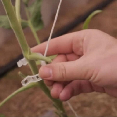 изображение Садовые клипсы (зажимы для фиксации) 25мм для подвязывания растений 50 шт магазин Компании Интерком-НН картинка Садовые клипсы (зажимы для фиксации) 25мм для подвязывания растений 50 шт от магазина Интерком-НН